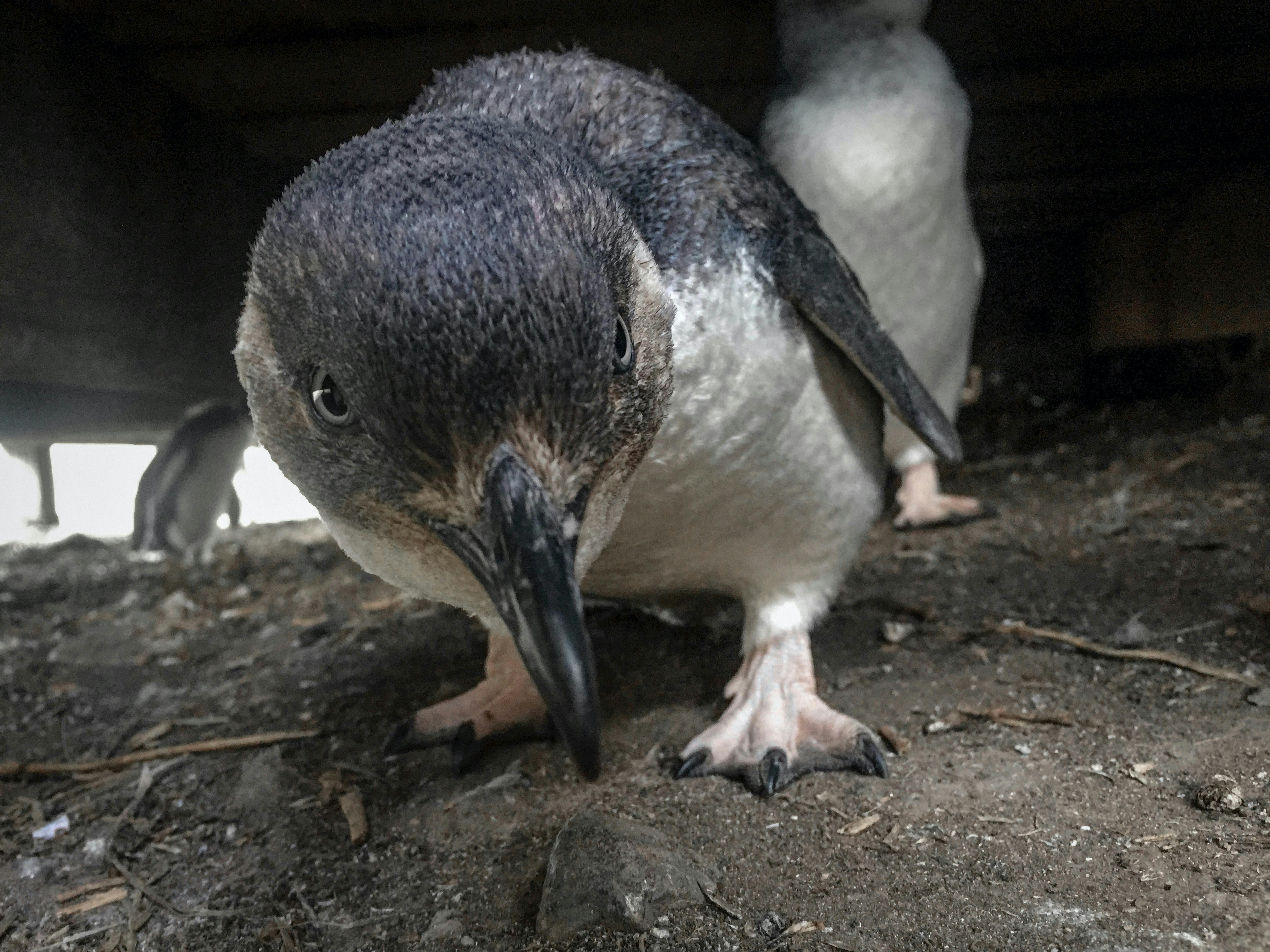 The Penguin Parade is often the highlight of this tour