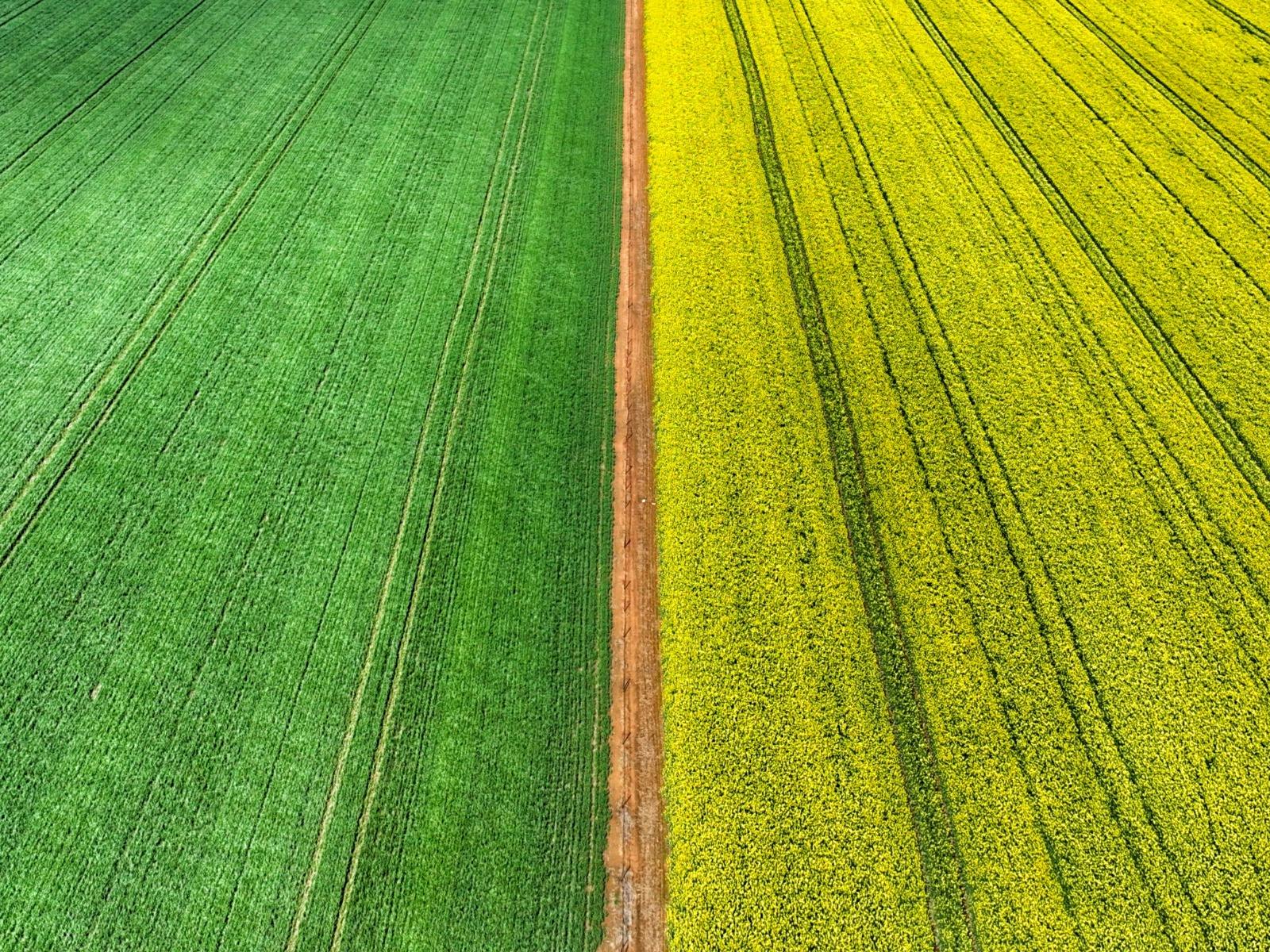 Cowra Self Drive Canola Trail