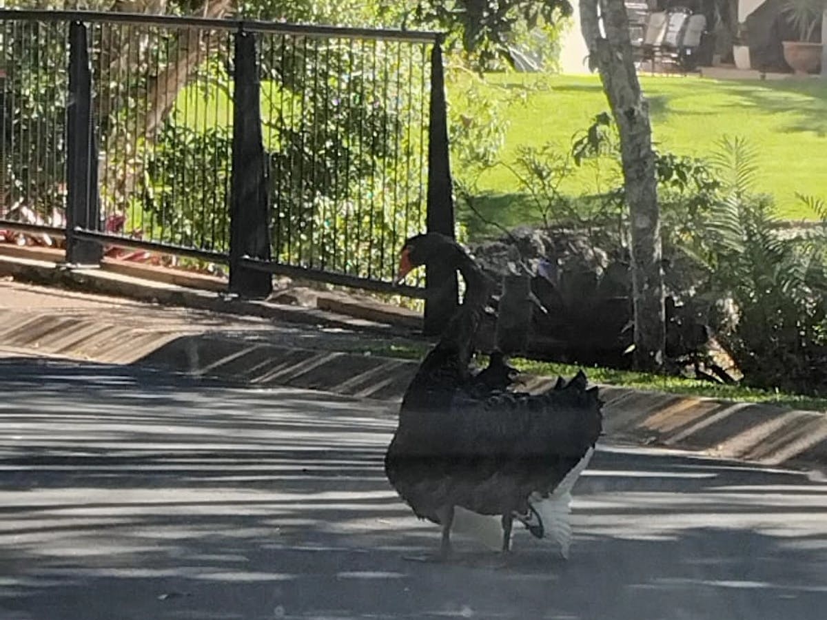 Lakes have kangaroos, lizards, ducks and our favourite- the black swans