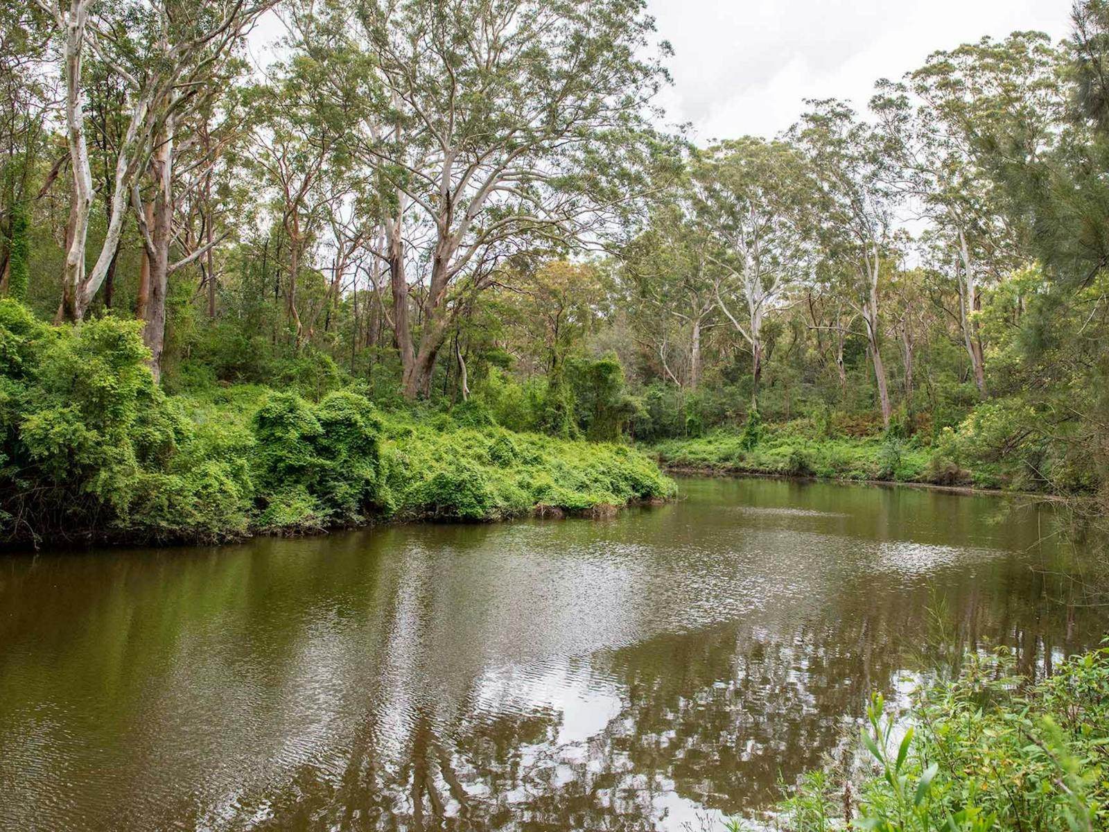 Fiddens Wharf walking track, Lane Cove National Park. Photo: John Spencer