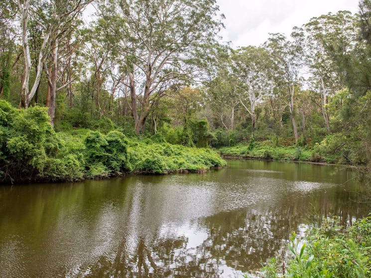 Fiddens Wharf walking track, Lane Cove National Park. Photo: John Spencer