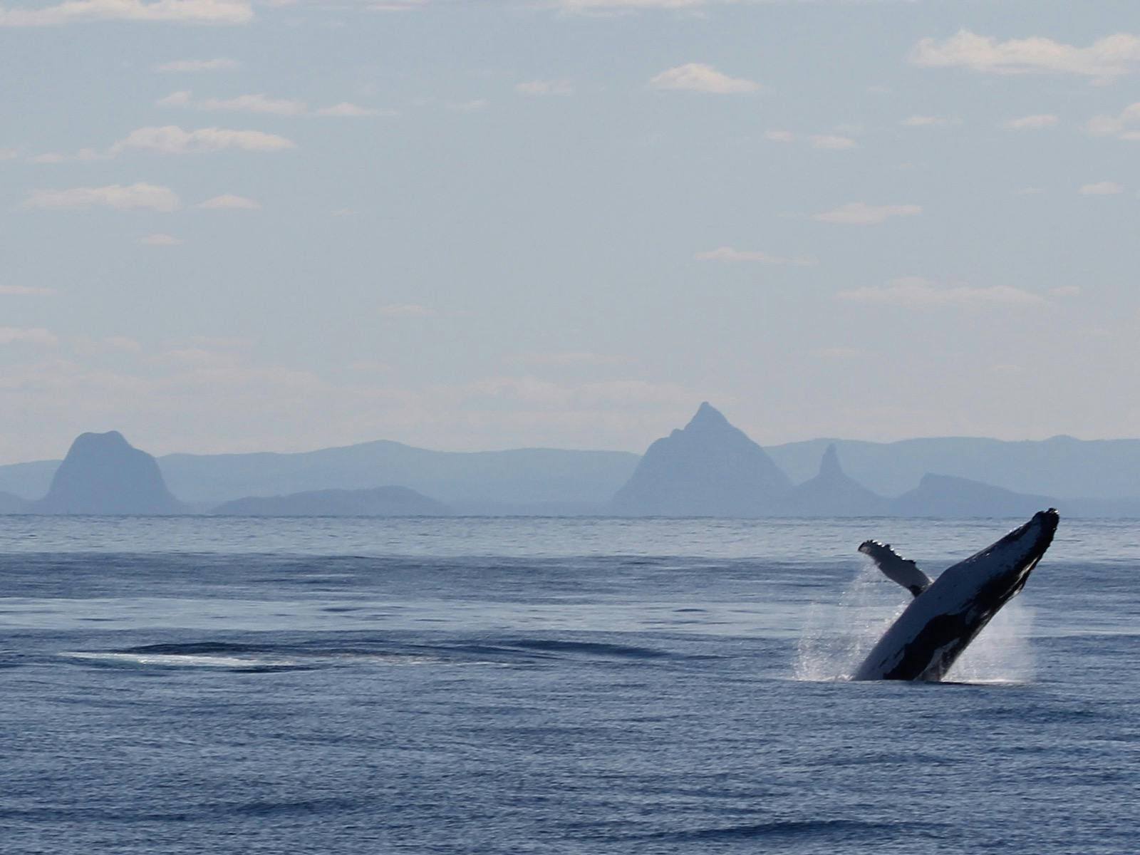 Whale Watching Cruise