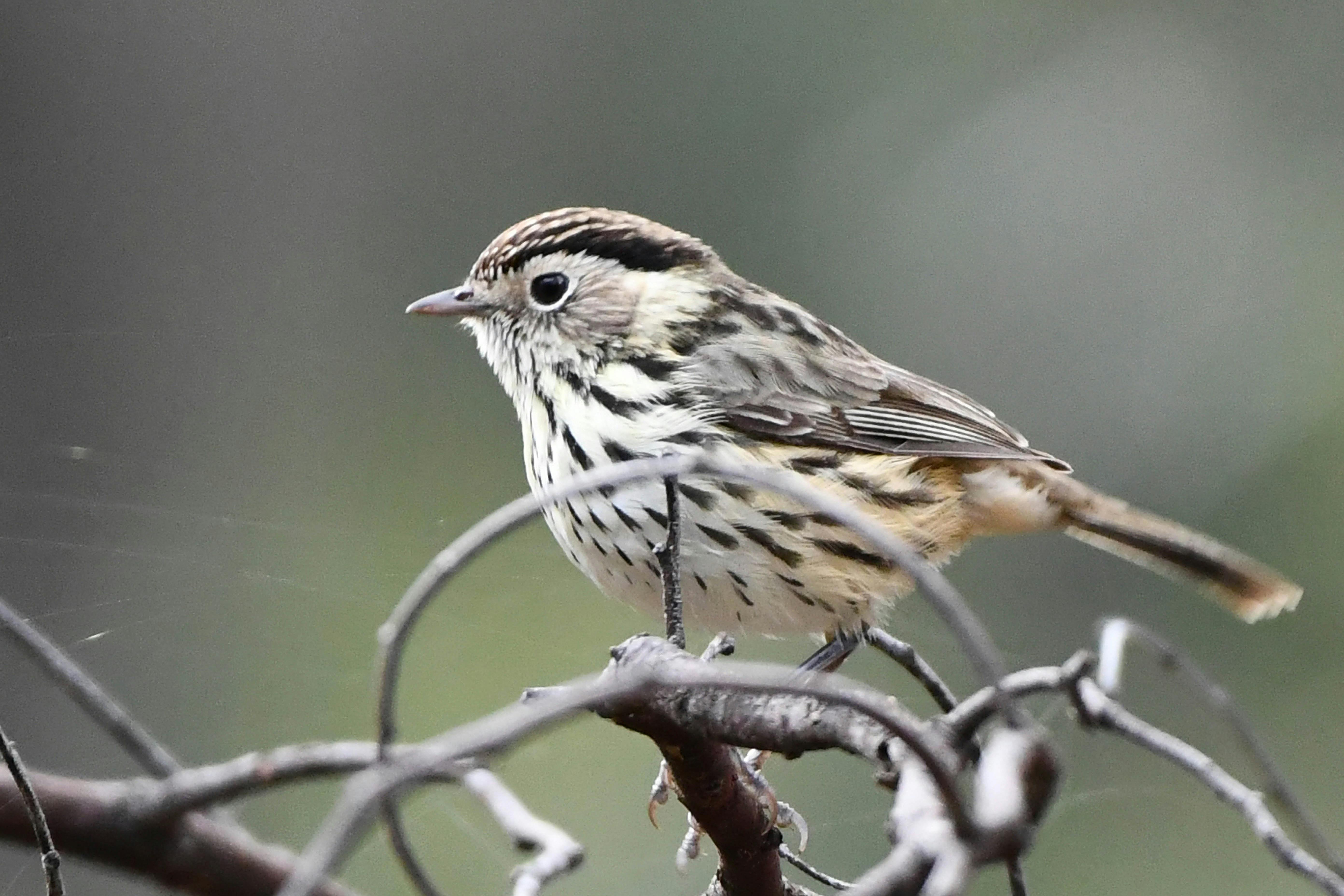 當地人的最愛。