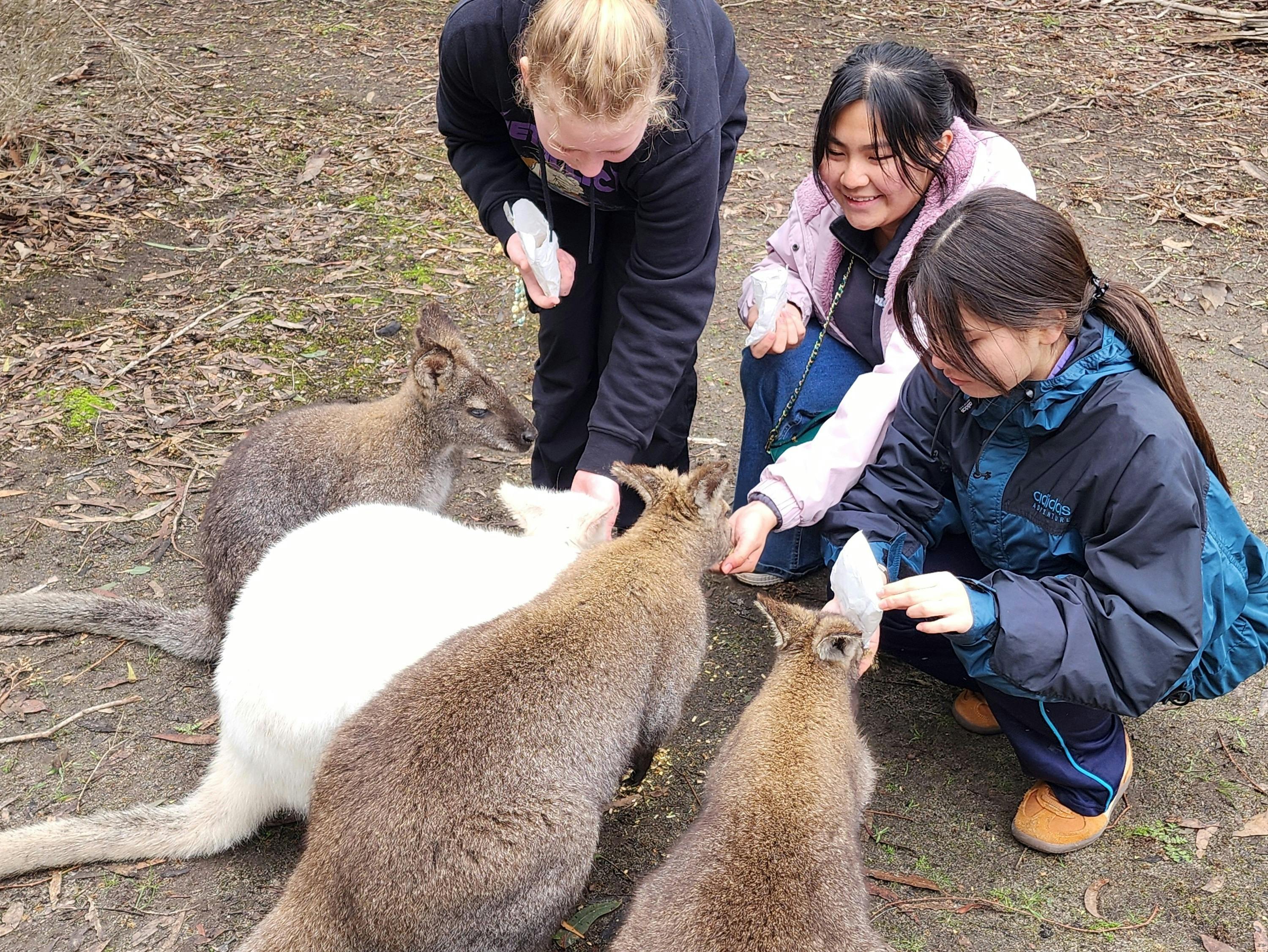 Feed the wallabies at Kangaroo Island Wildlife Park