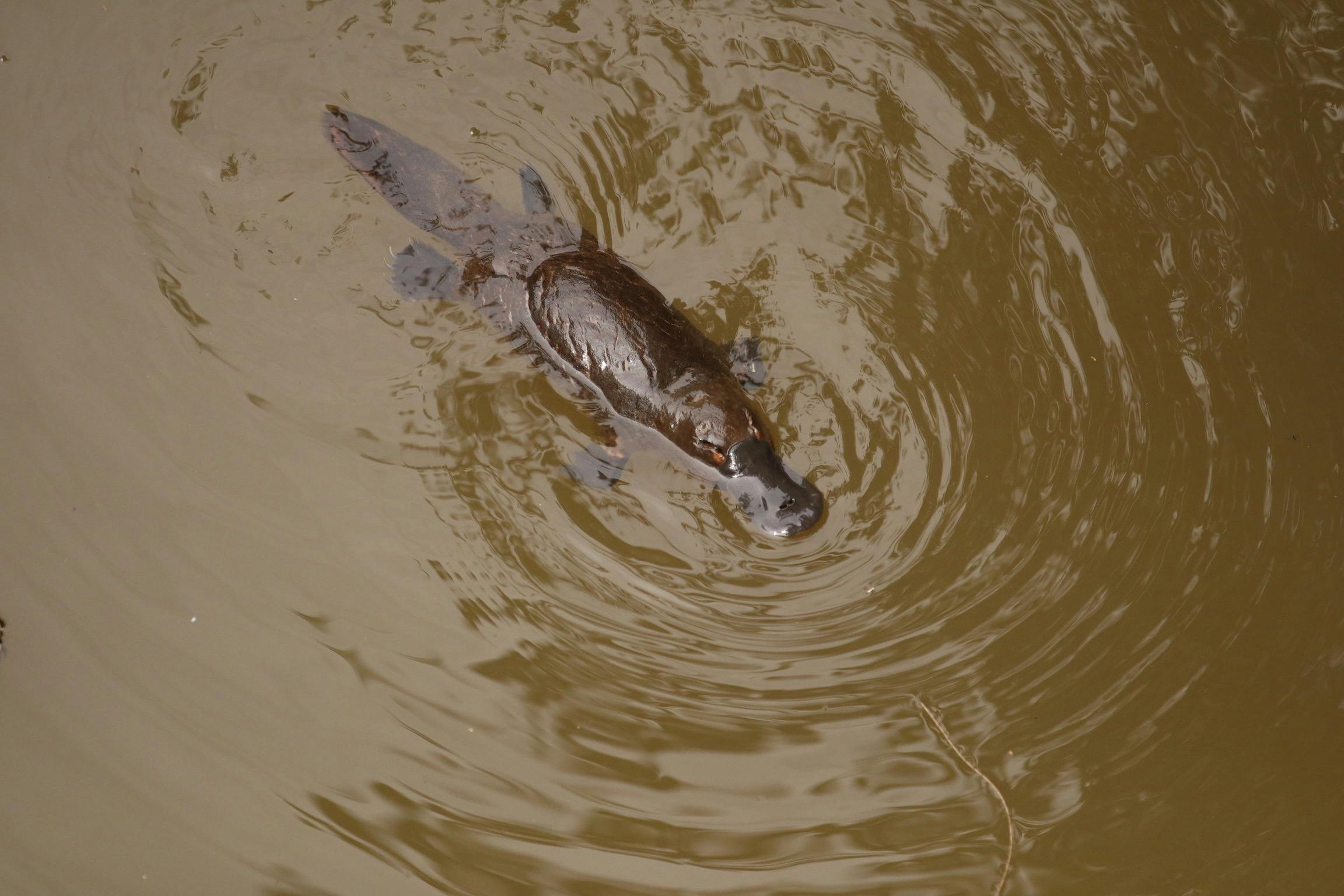 Platypus