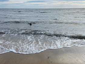 Dog enjoying a dip at Royal Beach, Mornington