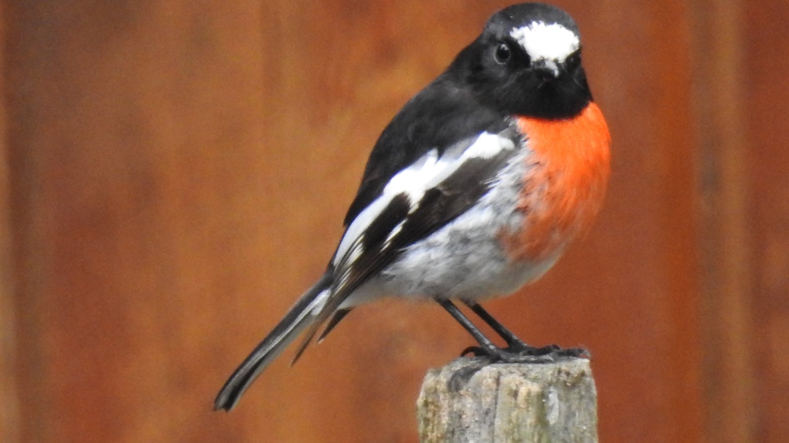 Inala Jurassic Garden