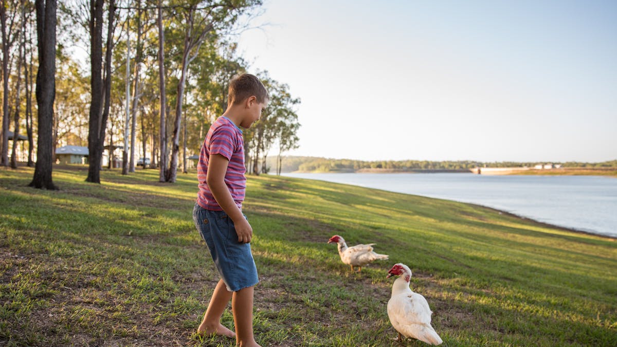 Male teenager standing beside two white ducks on grass beside a lake