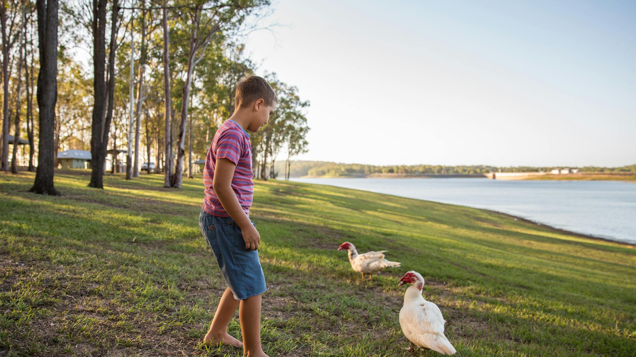 Male teenager standing beside two white ducks on grass beside a lake