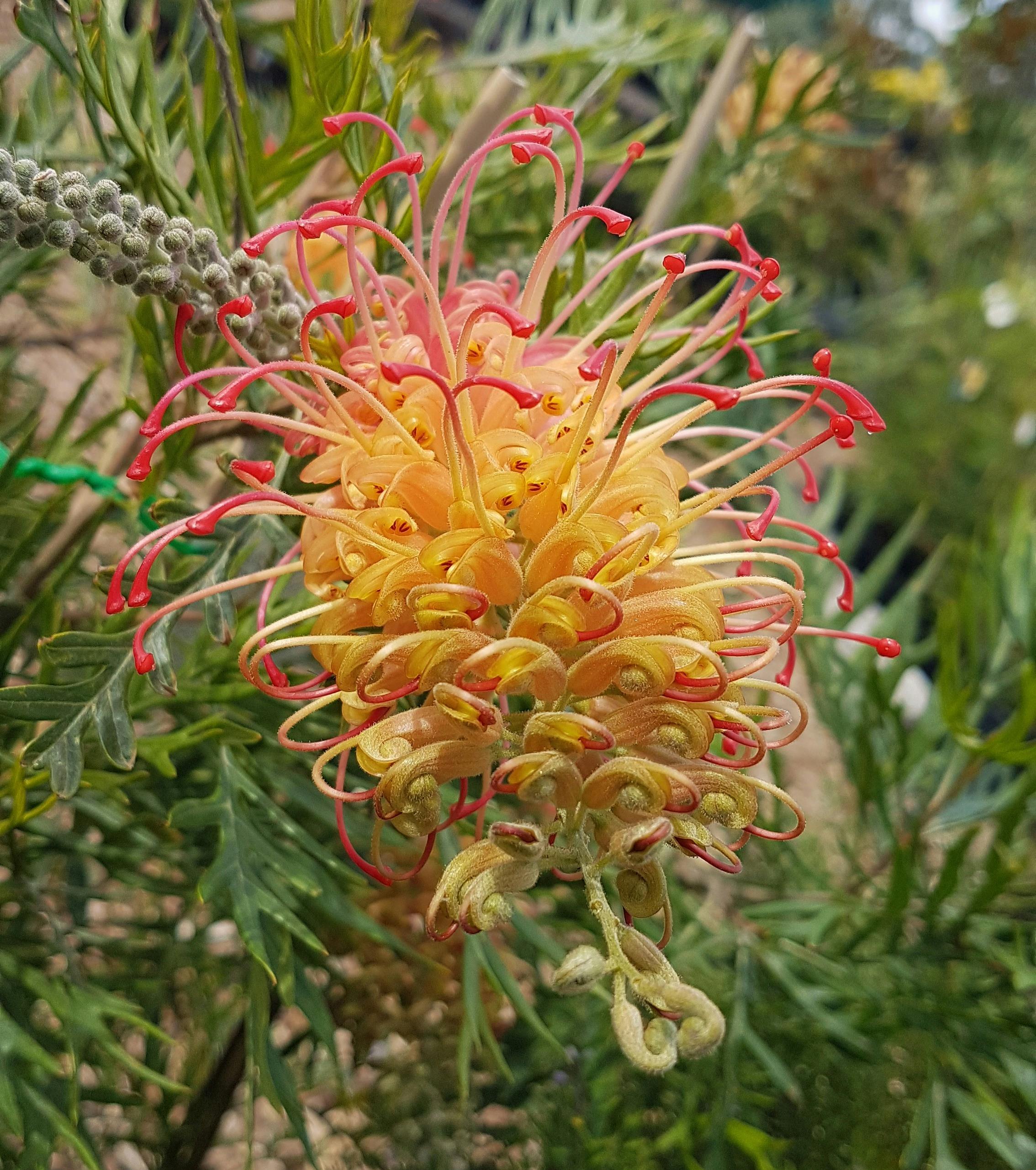 Grevillea Loopy Lou