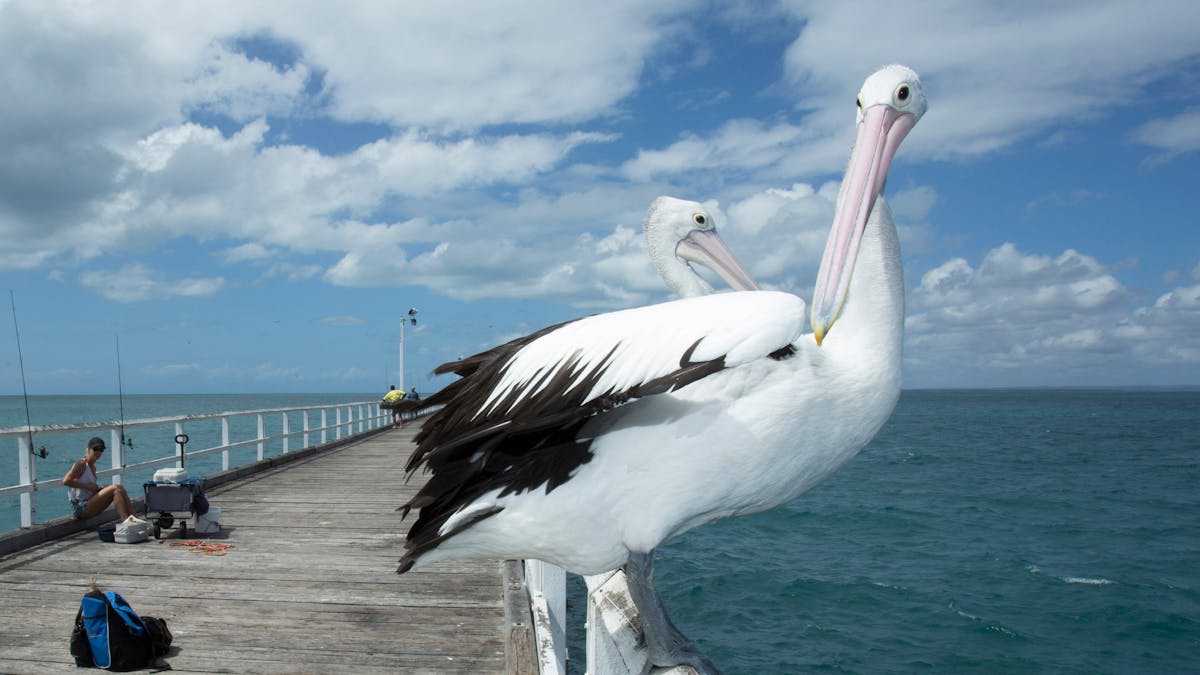 Close to Urangan Pier