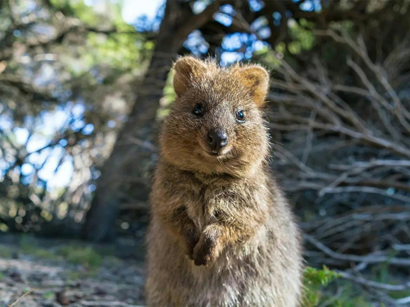 Best of Perth, Margaret River and Rottnest Island