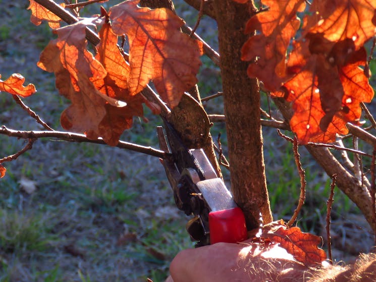 Learn about the care of trees to maximise truffle production, then practice on your adopted trees