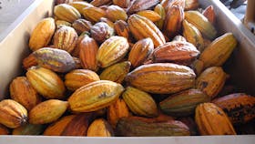 Freshly harvested cocoa pods in a ute