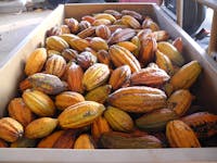 Freshly harvested cocoa pods in a ute