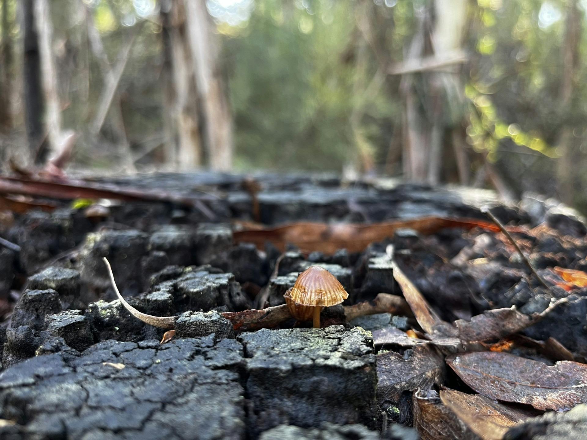 Tiny brown mushroom on a tree stump in the forest