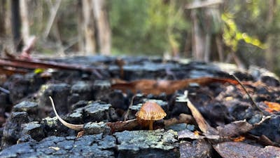Tiny brown mushroom on a tree stump in the forest