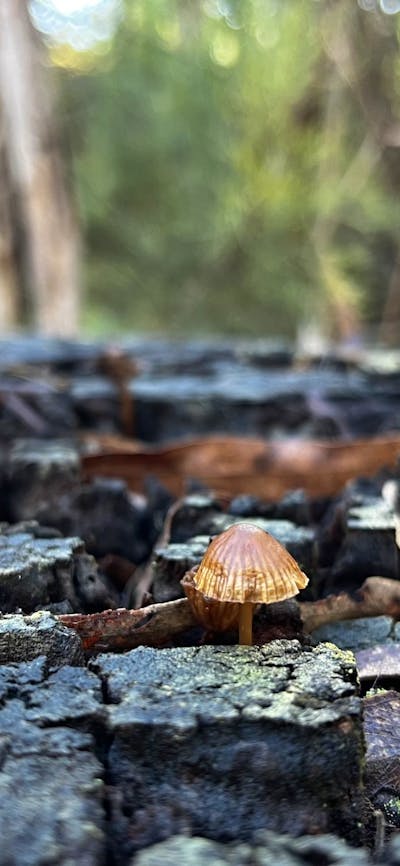 Tiny brown mushroom on a tree stump in the forest