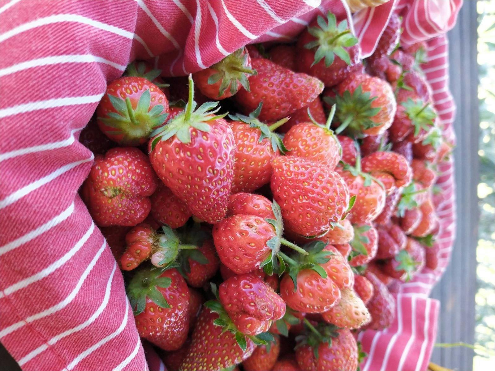 delicious, sweet strawberries