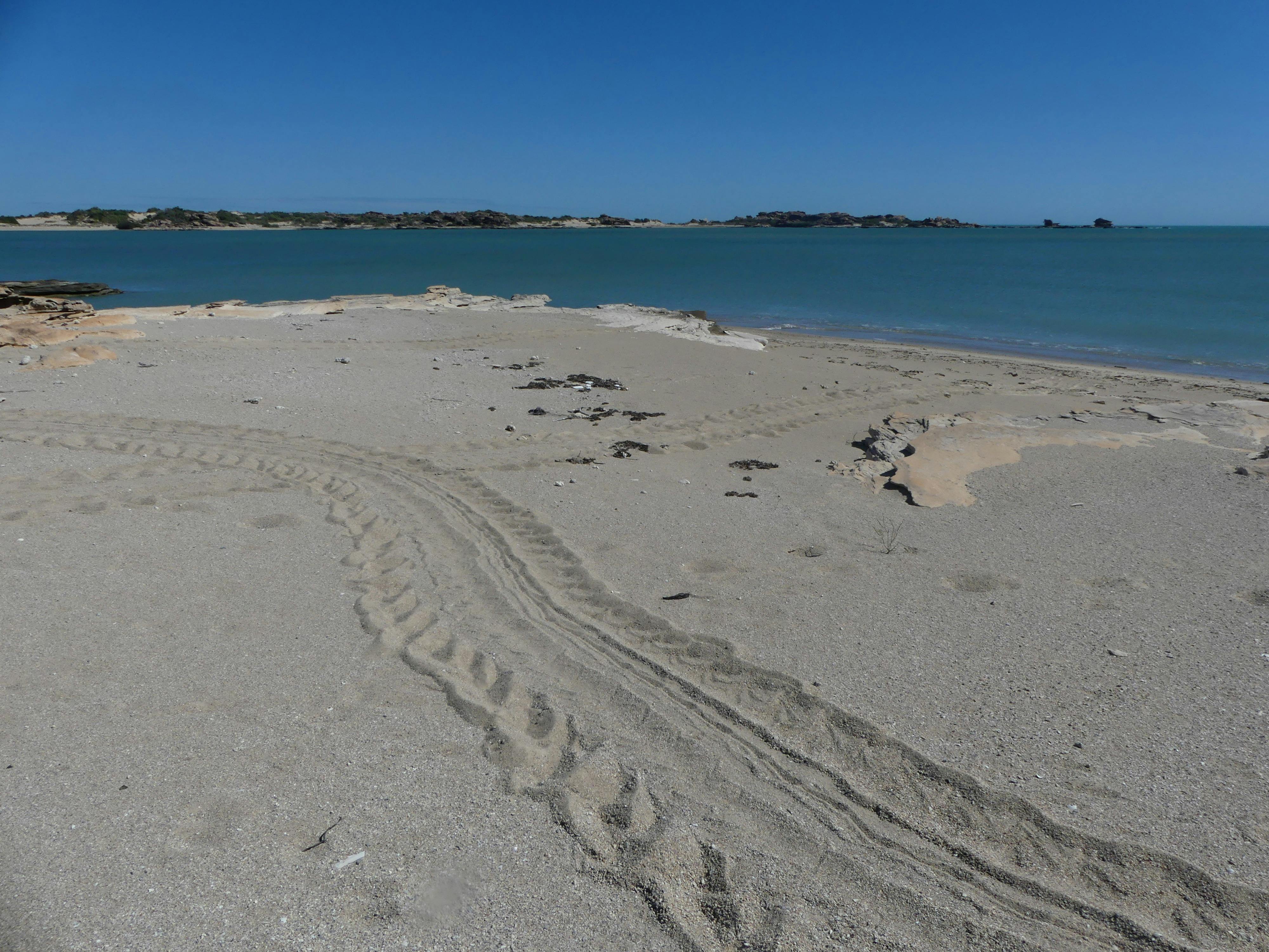 Turtle tracks - Barranyi