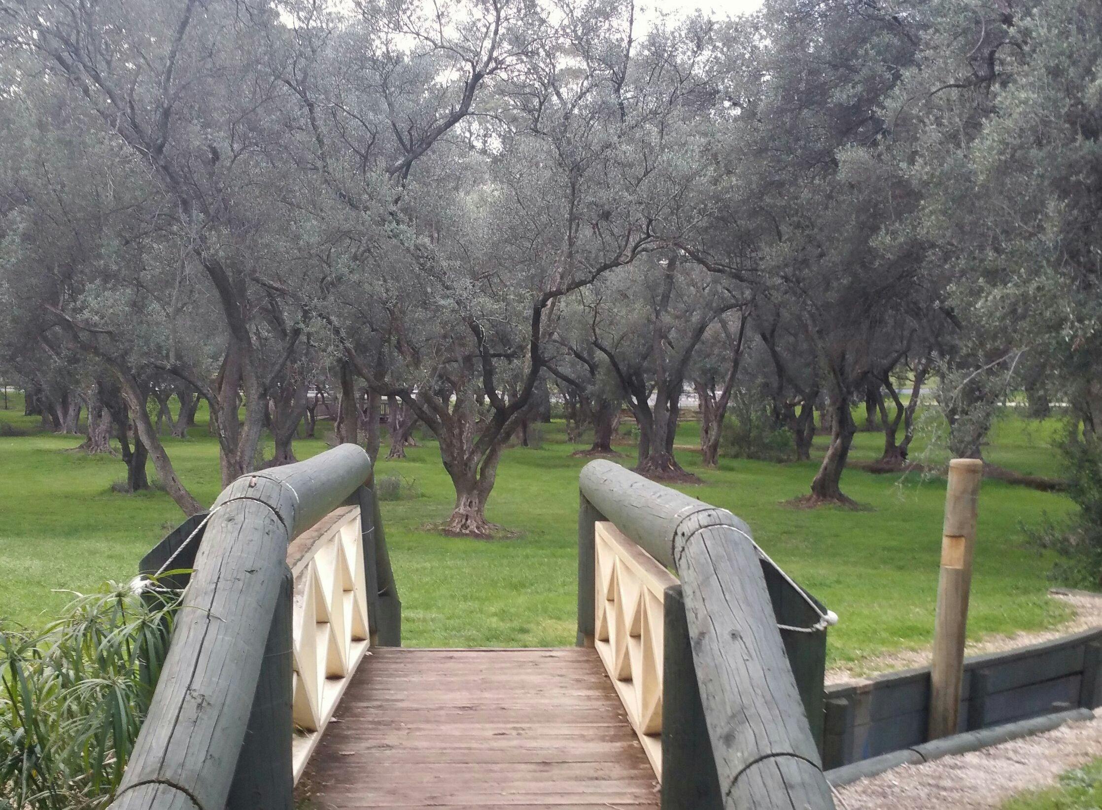 Victoria Park/ Pakapakanthi (Park 16) ancient olives