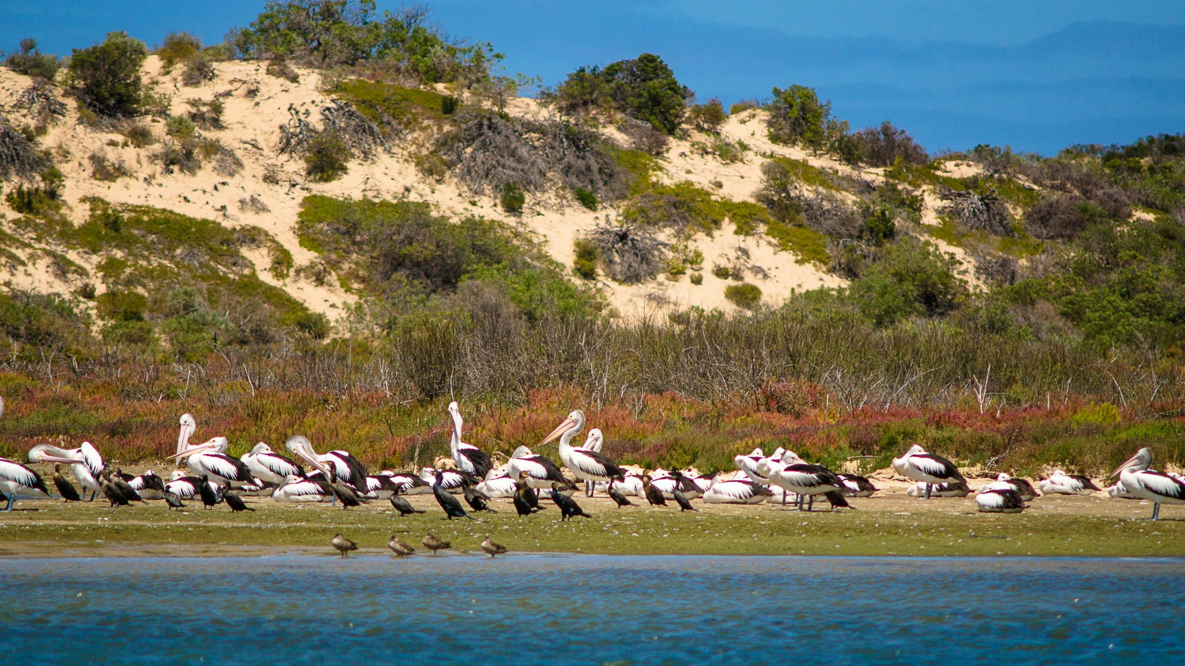 Group of pelicans