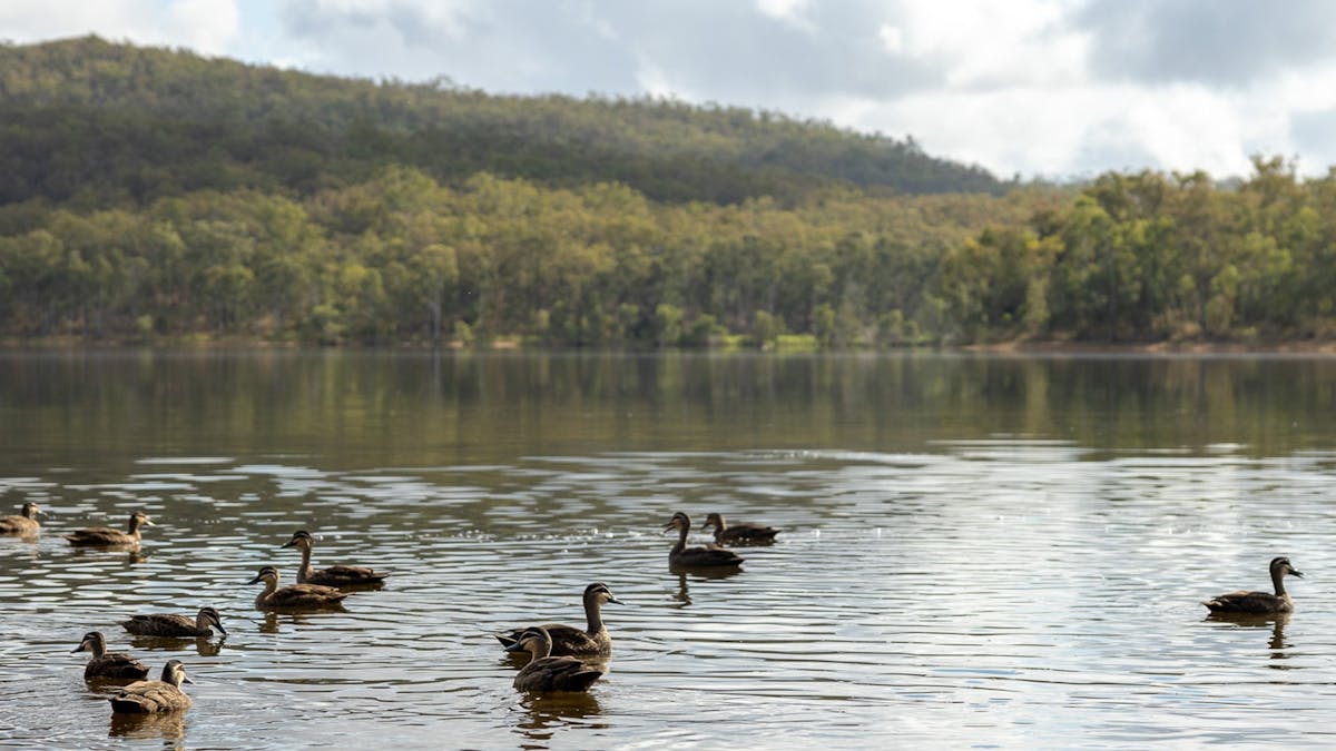 Ducks swimming along the tops of the Mount Morgan No 7 Dam