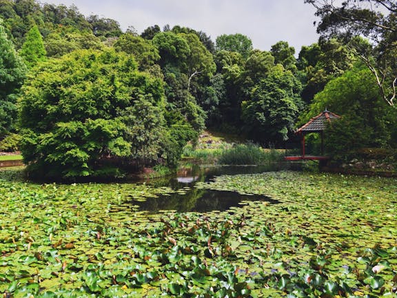 Illawarra Rhododendron Gardens