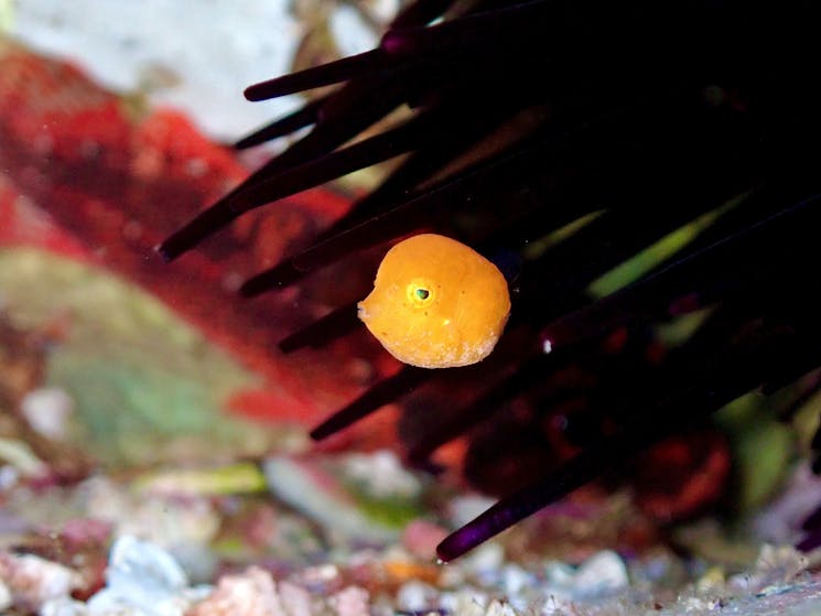 Brightly lit Small yellow boxfish in front of sea urchin