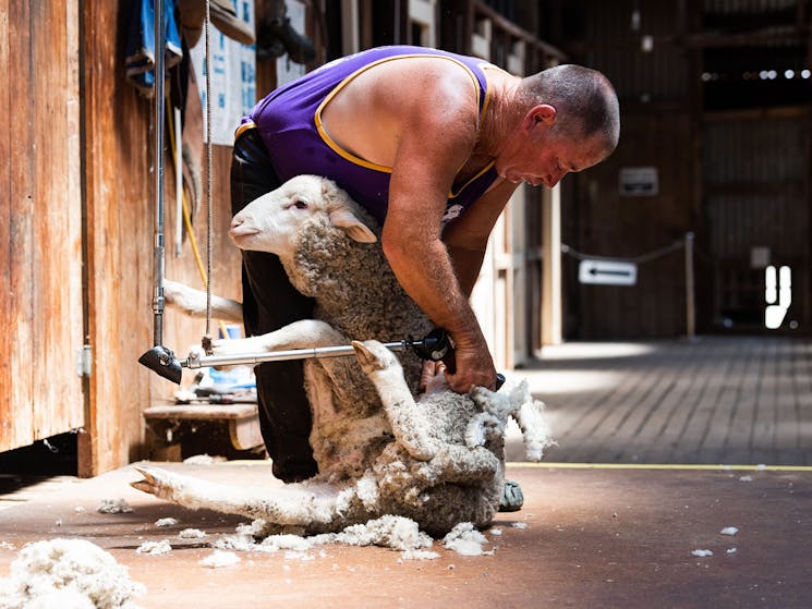 Shearing