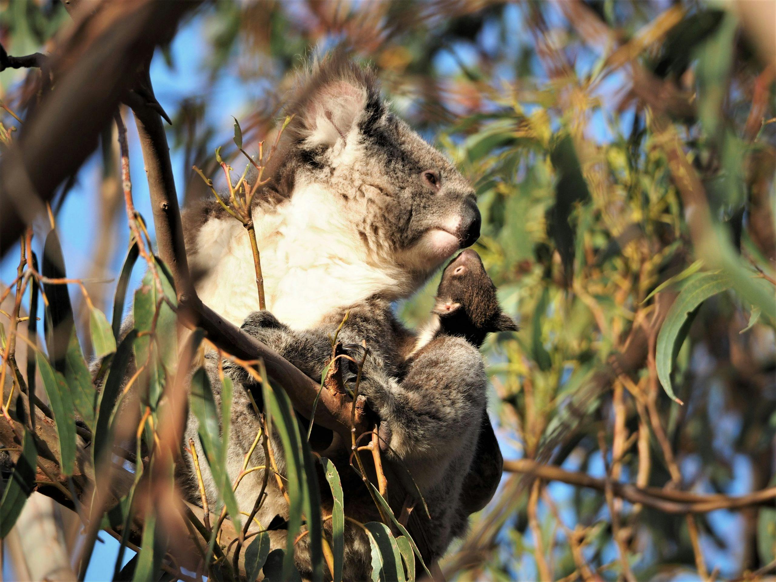 Koala and Joey