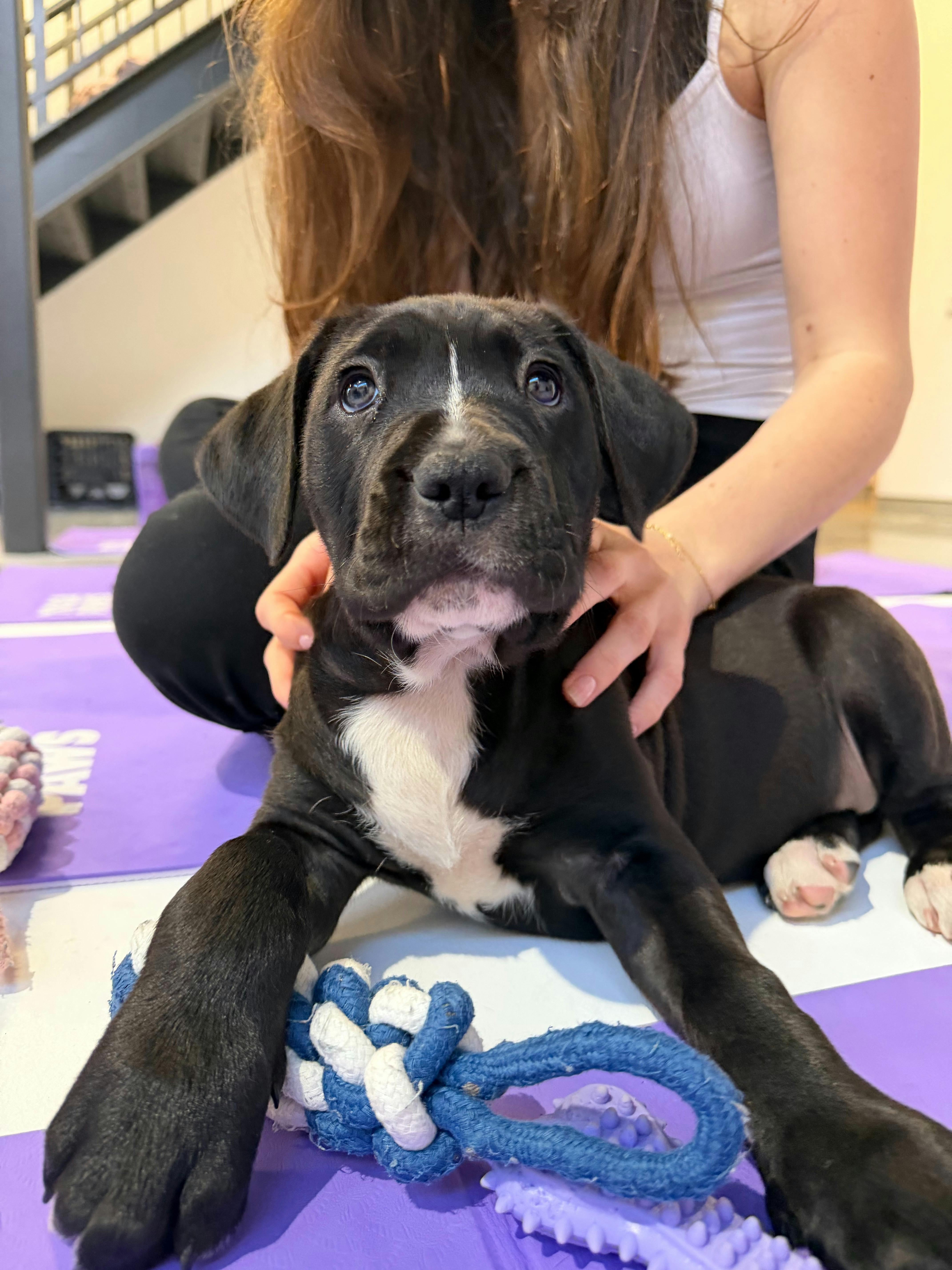 A black puppy with a white chest sits between a participant's legs on a yoga mat.