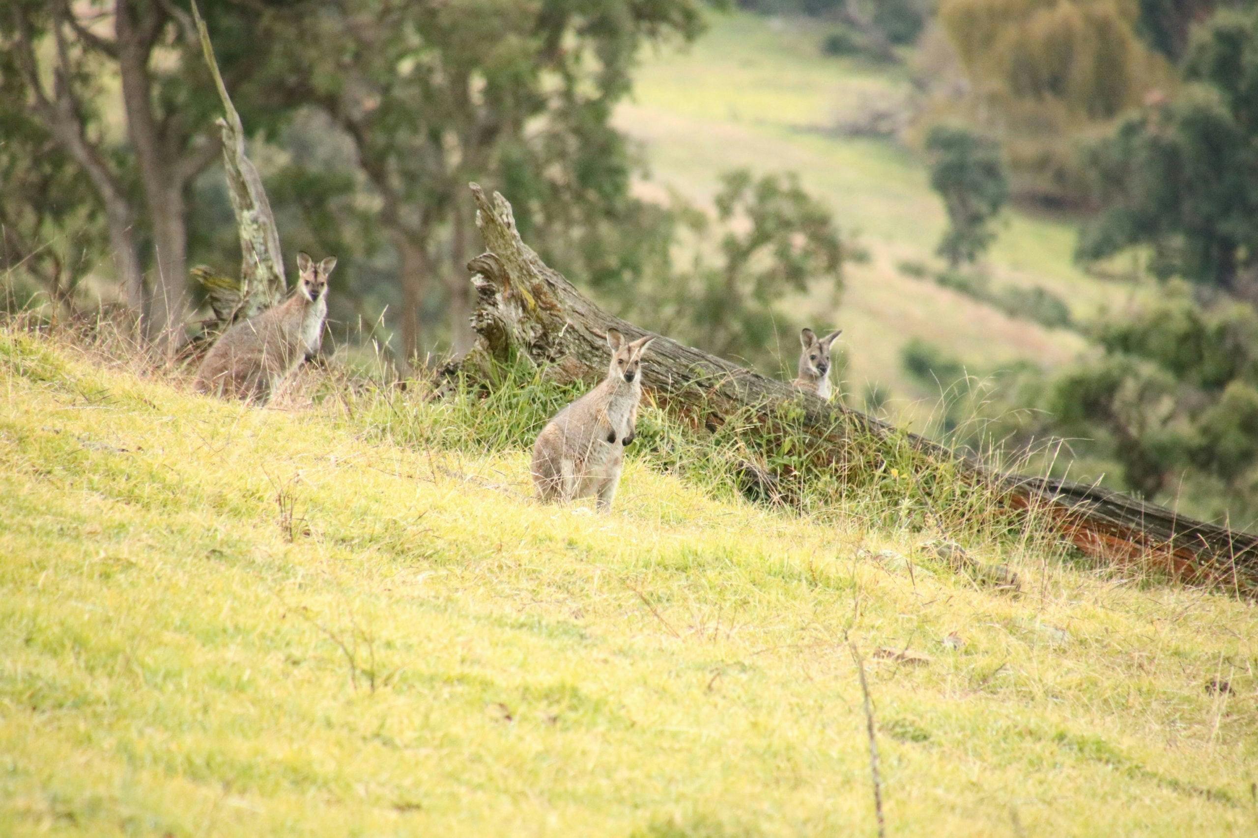 Kangaroos