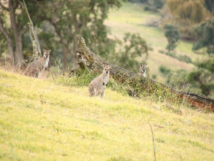 Kangaroos