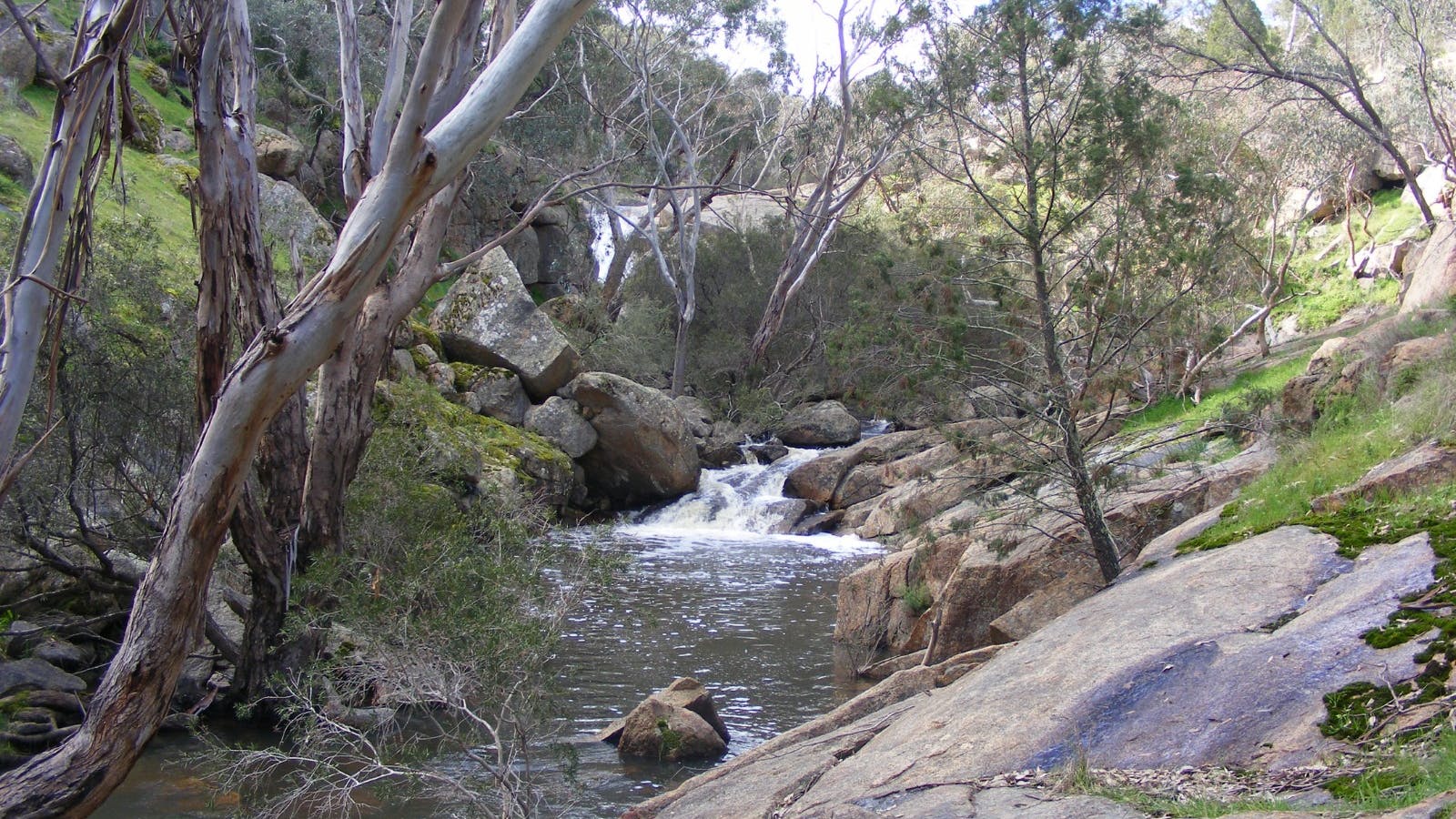 Flowing water in Reidy Creek over rocks, trees and sunny day.