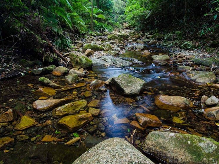 Rivulet, Willi Willi National Park. Photo: John Spencer