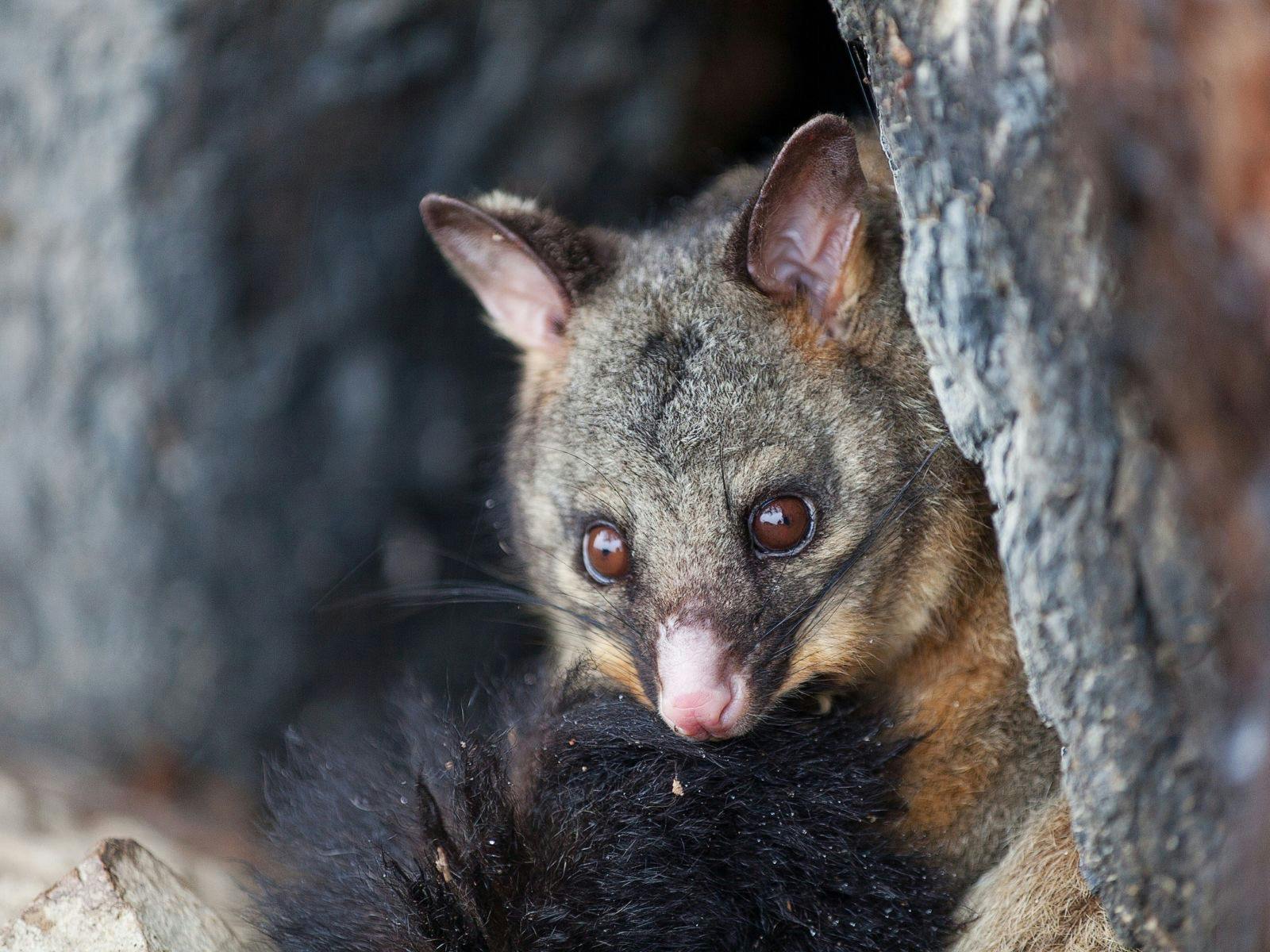 Brush tail possum