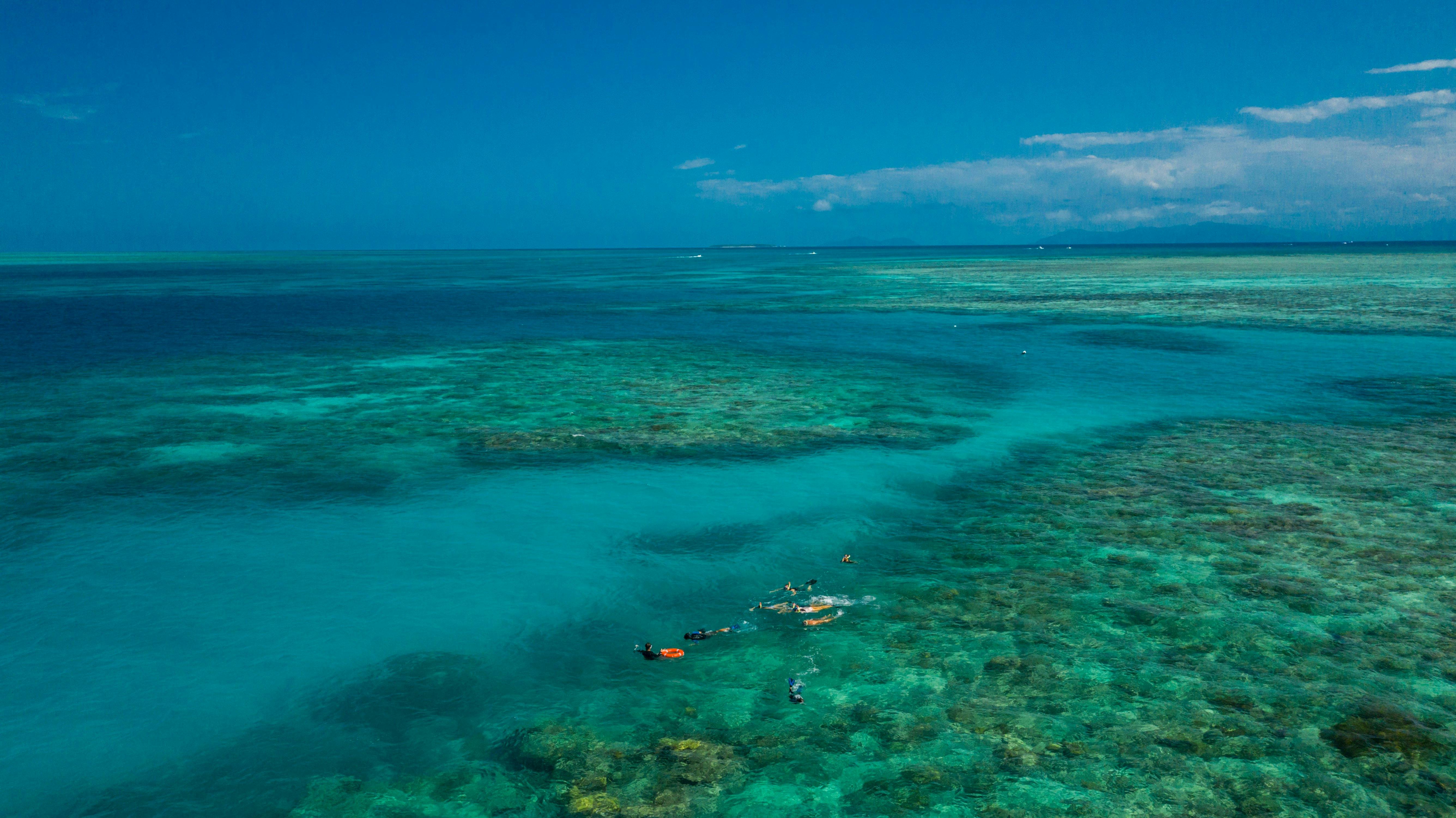 Ocean Freedom - Guided Master Reef Snorkel Tour Great Barrier Reef Cairns