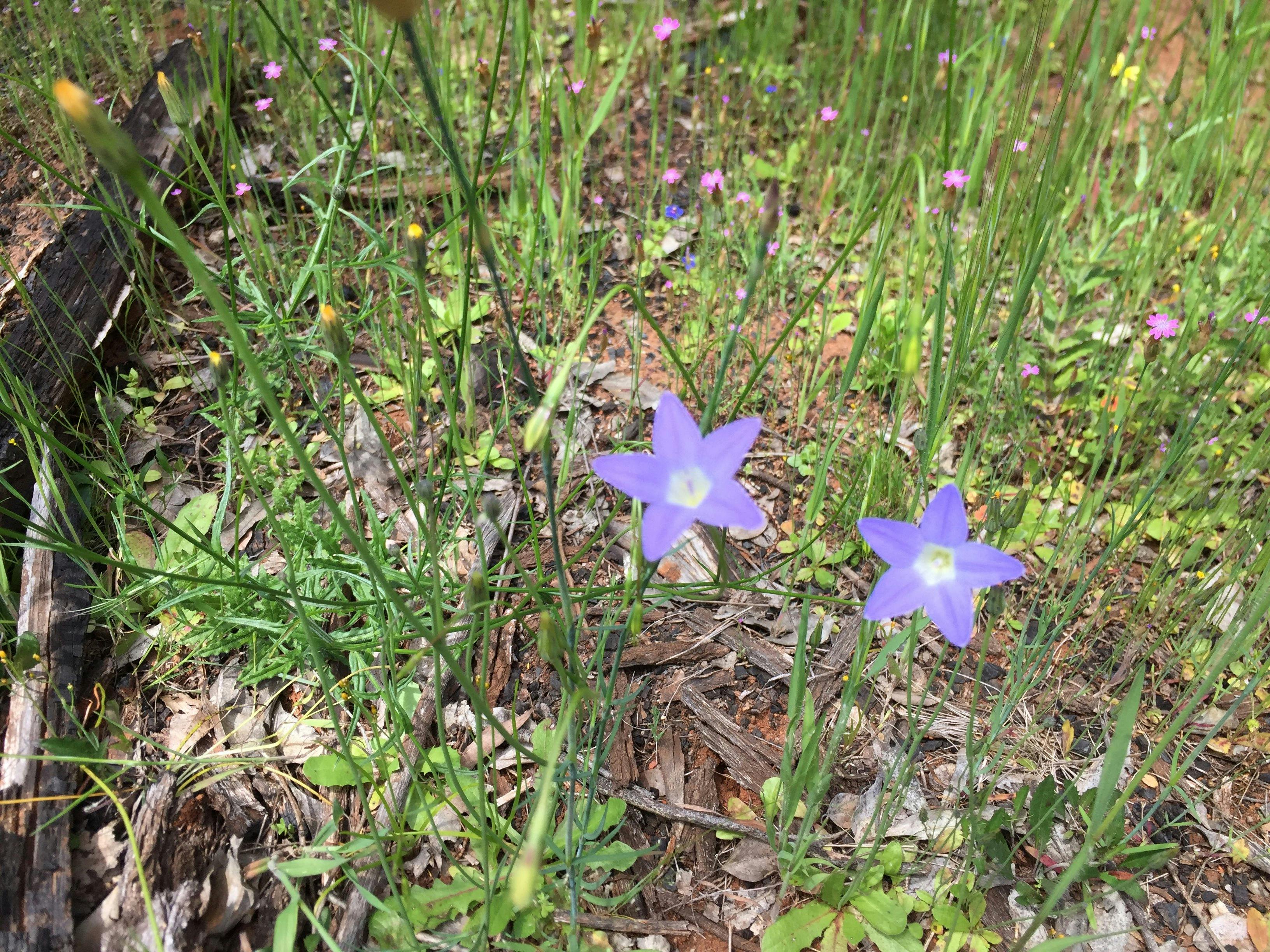 Flowers at Boginderra