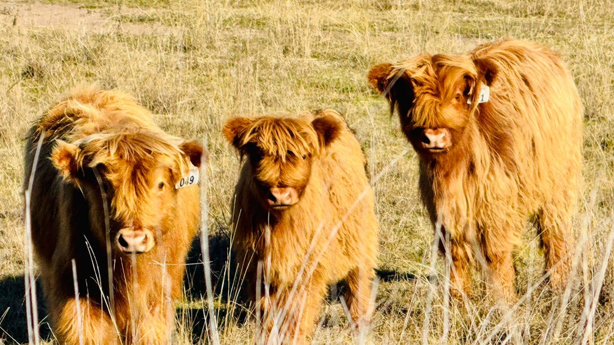 Three Highland calves