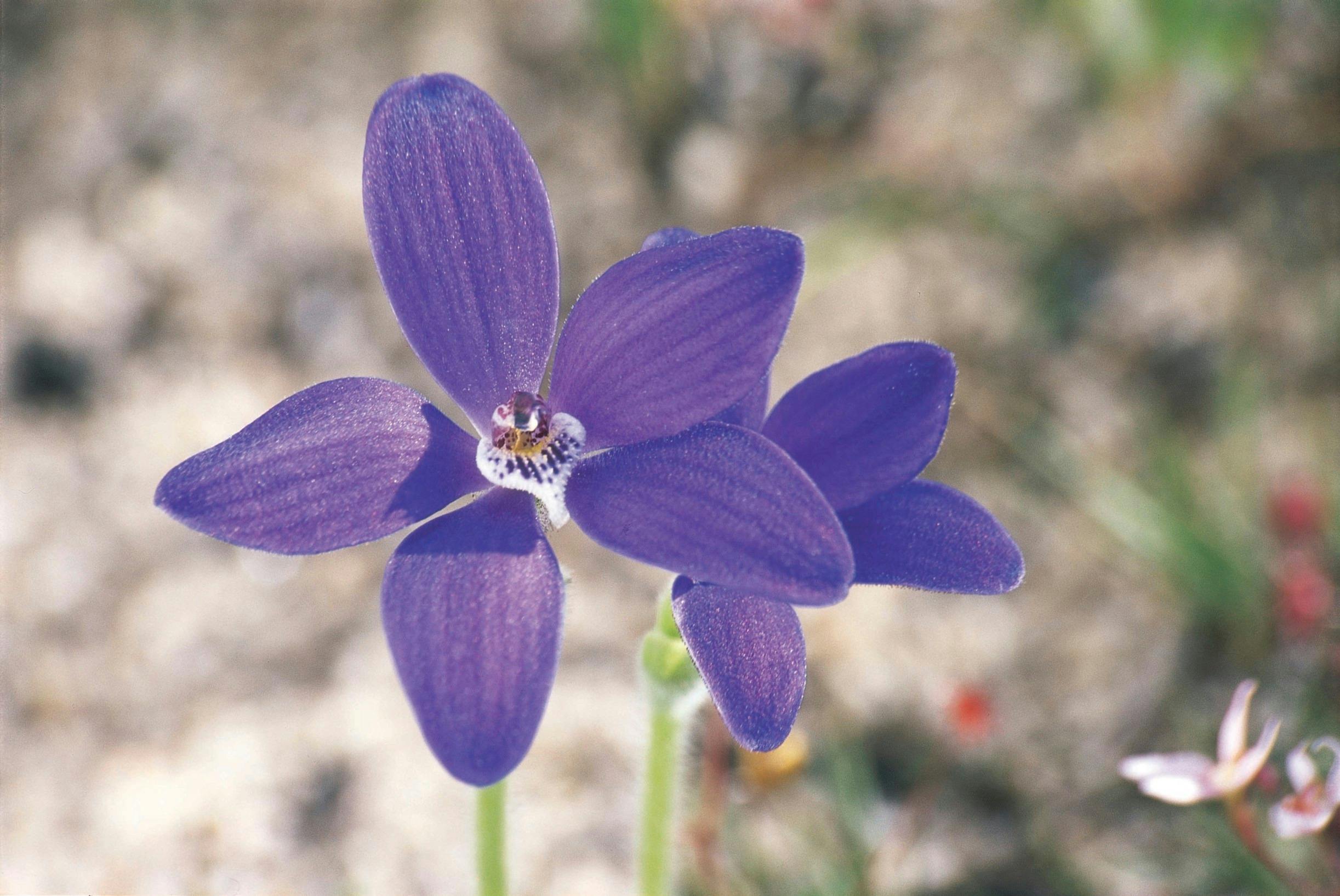 Everlastings Wildflower Trail, Eneabba, Western Australia