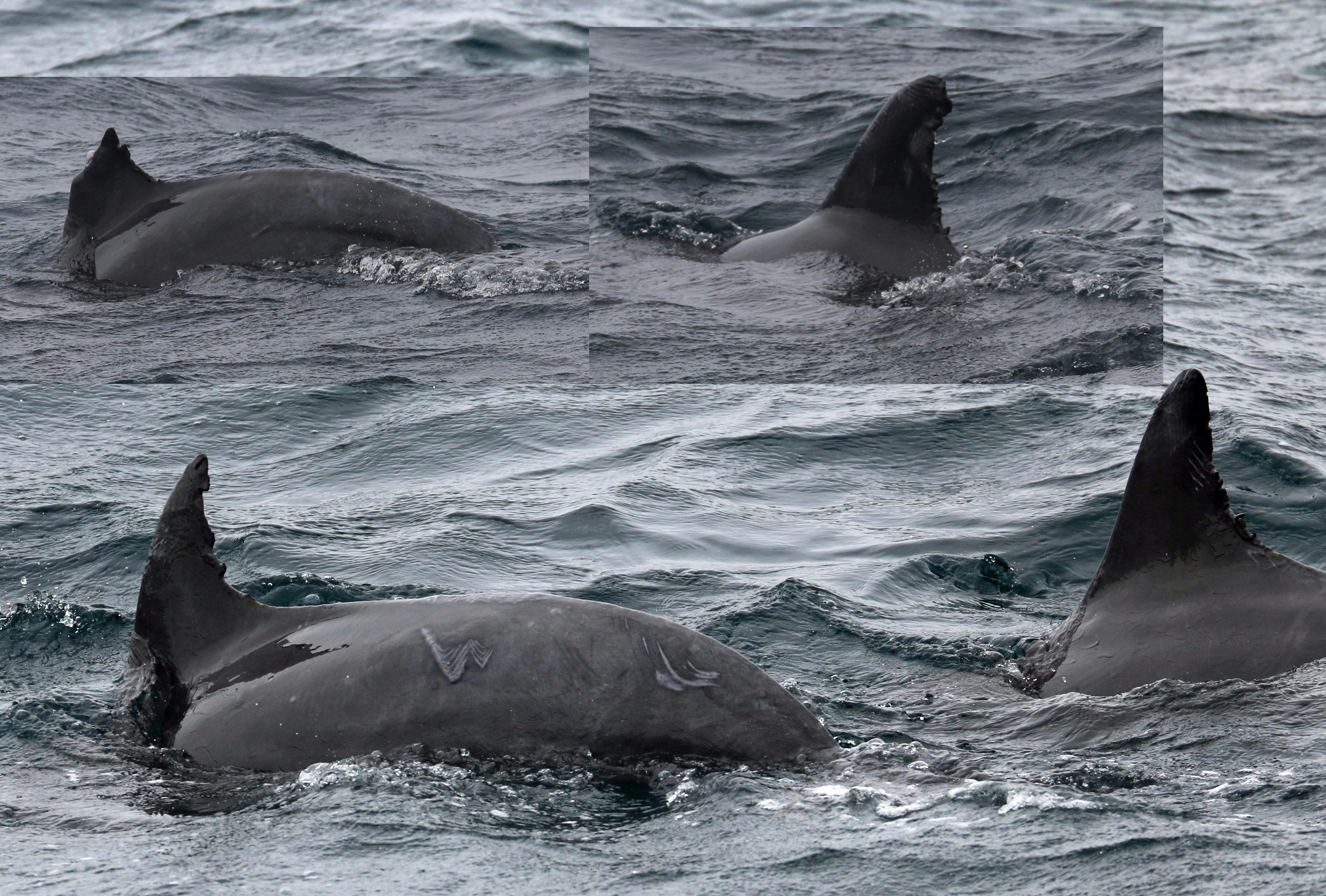 Jervis Bay Chunkies Bottlenose Dolphins