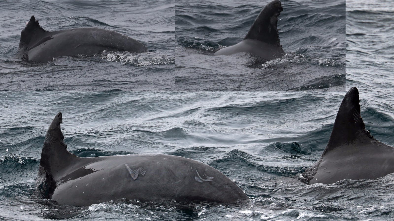 Jervis Bay Chunkies Bottlenose Dolphins