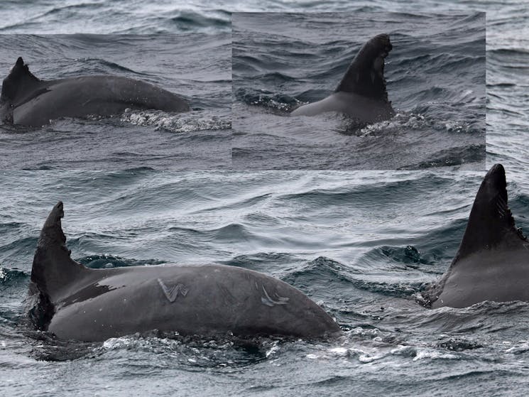 Jervis Bay Chunkies Bottlenose Dolphins