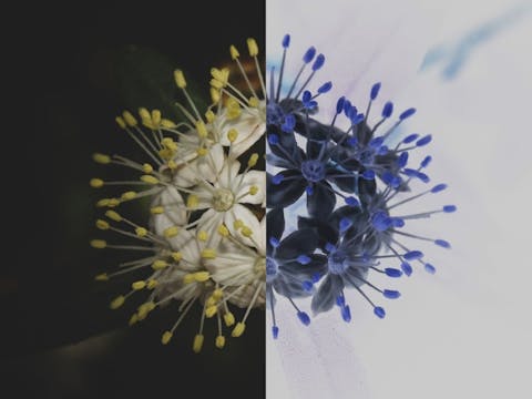 Flower bloom where half of the image is inverted