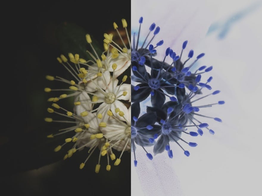 Flower bloom where half of the image is inverted