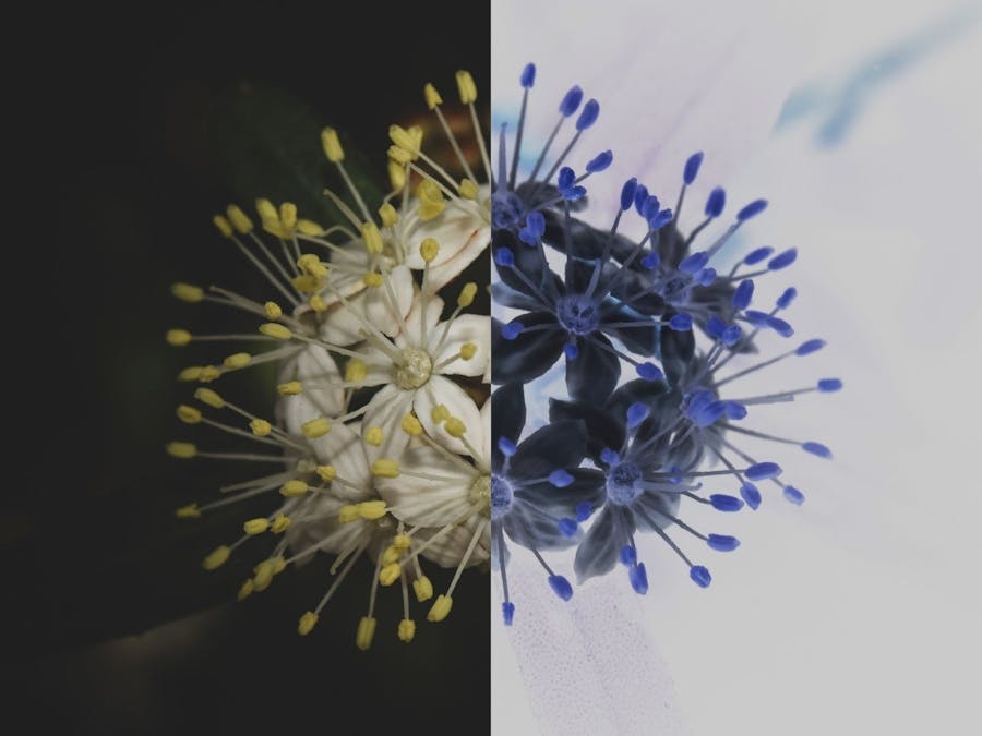 Flower bloom where half of the image is inverted