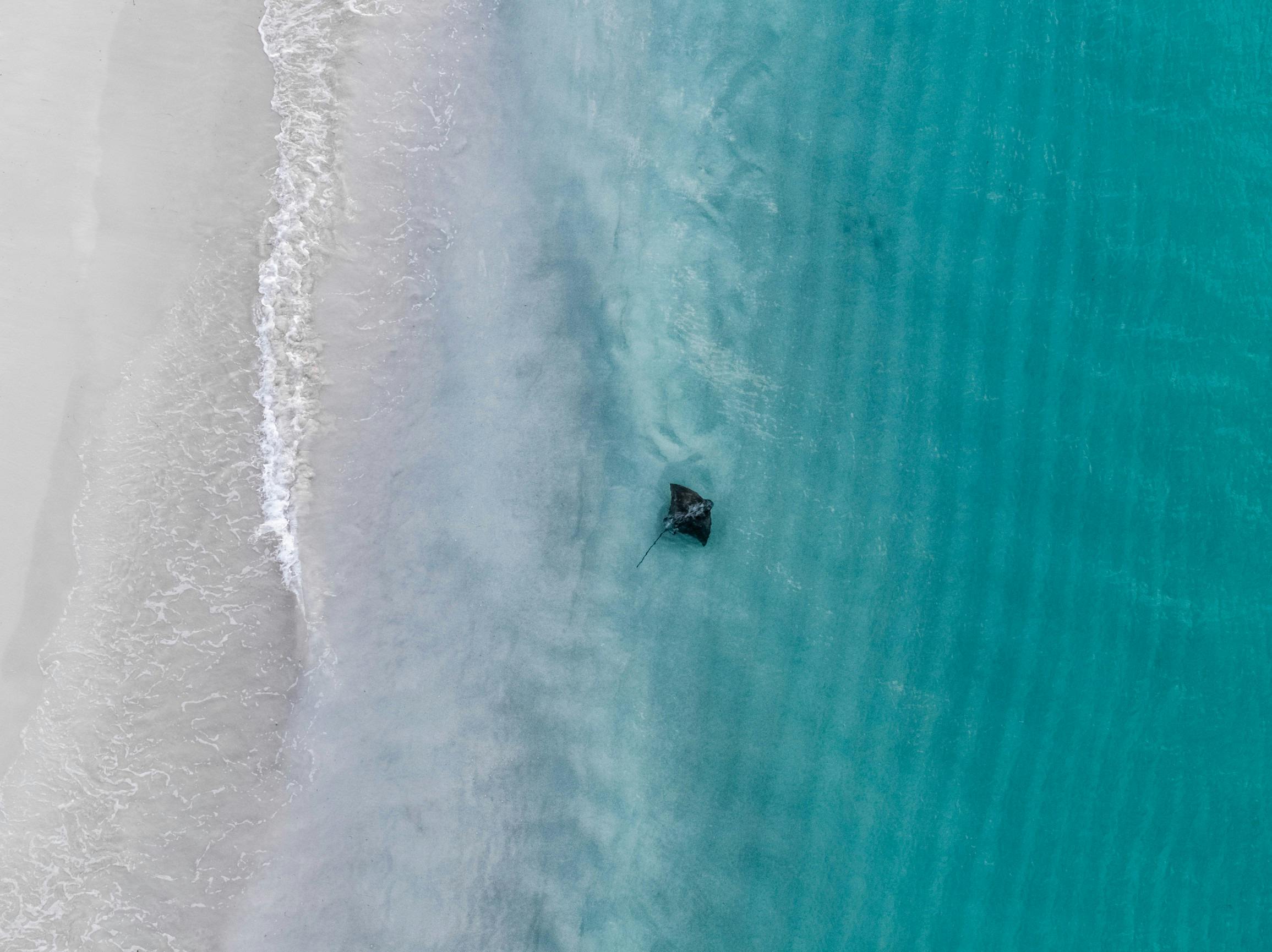 Stingray swimming in the ocean at Hamelin Bay