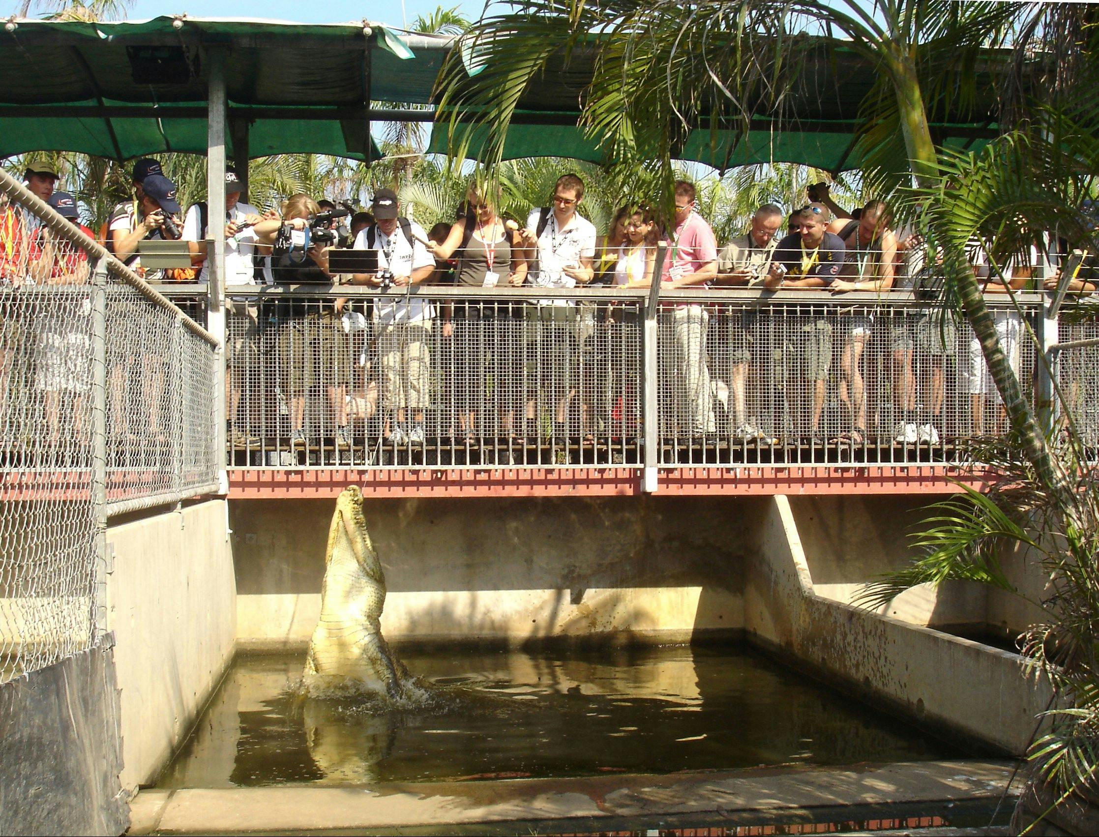 Croc Feeding Tour | Crocodylus Park