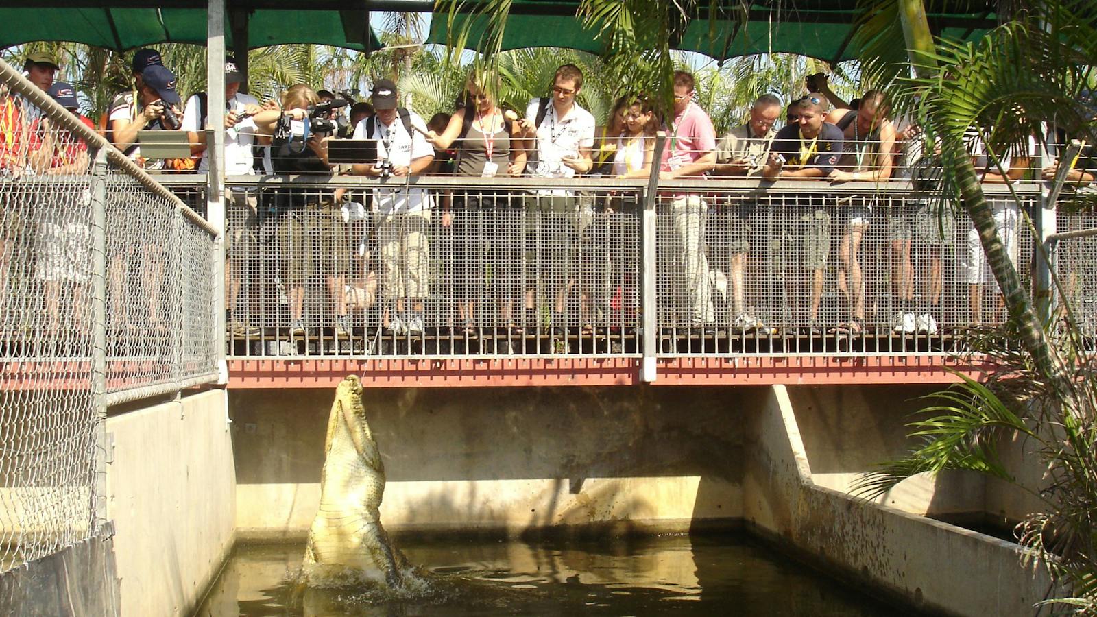 croc feeding 1